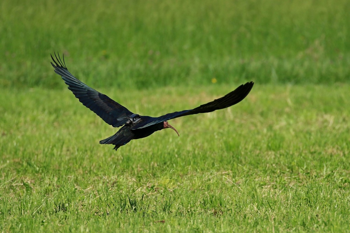 Ibis eremita ( Geronticus eremita ) - Oskar